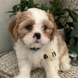 William - Blenheim male Cavatzu puppy in Oklahoma from Rocky Oak Cavaliers & Biewer Terriers LLC