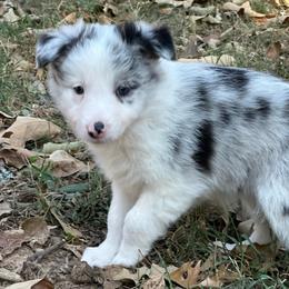 Dyna - White and blue merle female Border Collie puppy in Jonesboro, Arkansas from Hampton Border Collies