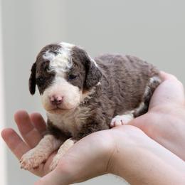Rosalina - Blue merle female Aussiedoodle puppy in Jacksonville, Florida from Lolo’s Aussiedoodle