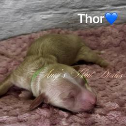 Thor - Cream male Dachshund puppy in Jena, Louisiana from Amy’s Mini Doxies