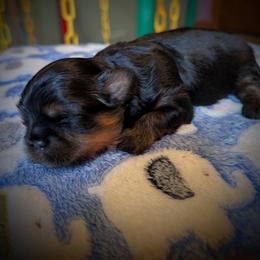 Nicholas - Black and tan male Shih Tzu puppy in Port Huron, Michigan from Shih Tzu Cottage