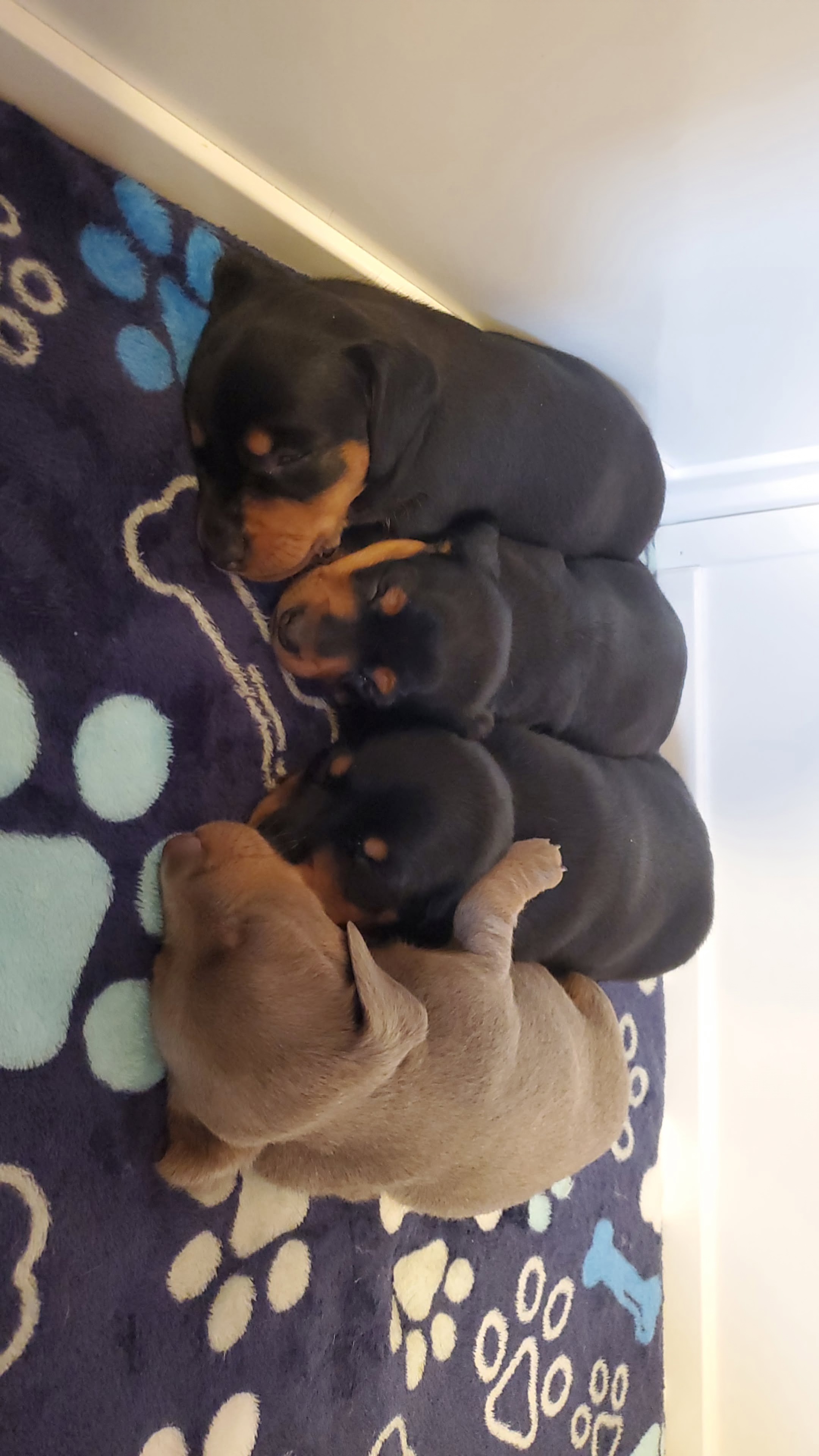 Dachshund Puppies from Rolling S Ranch Doxies