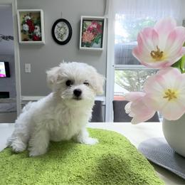 Nelli - White female Bichon Frise puppy in Glen Allen, Virginia from Amori's Royal Bichons