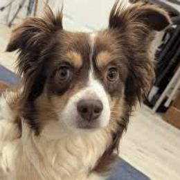 Lilah - Miniature Australian Shepherd