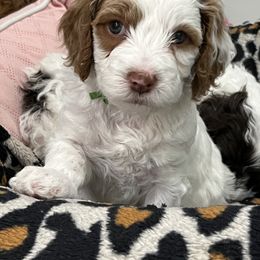 Cavapoo Puppies from Kym Woodward