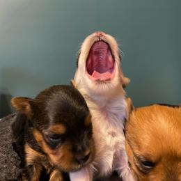 Companion Cross and Morkie Puppies from Little Wigglebottoms