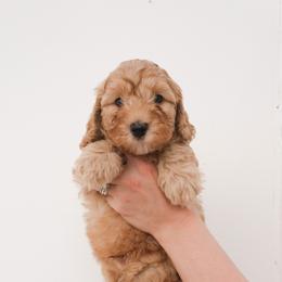 Australian Labradoodle Puppies from New England Labradoodles
