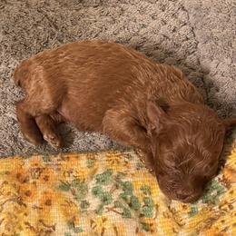Poodle Puppies from Strawberry Poodle Patch