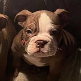 Bulldogs from Hero Bulldogs