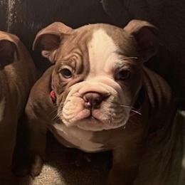 Bulldogs from Hero Bulldogs