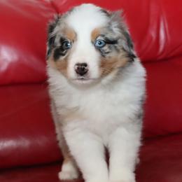 Dio - Blue merle male Australian Shepherd puppy in Colorado from Firestone Australian Shepherds