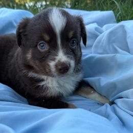 Reanna - Red tri-color female Australian Shepherd puppy in Kimbolton, Ohio from Wagon Wheel Aussies