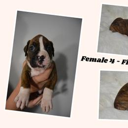 Boxer Puppies from Bowers Boxers