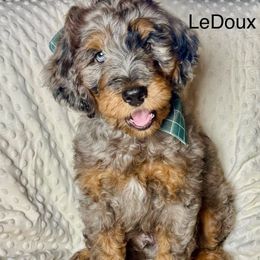 LeDoux - Merle male Bernedoodle puppy in Hillsboro, Oregon from Myt fine doodles