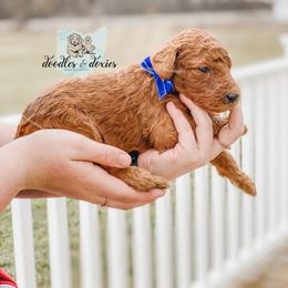 Dachshund, Goldendoodle, and Sheepadoodle Puppies from Doodles & Doxies