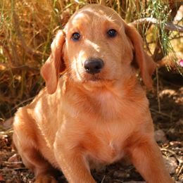 Remi - Caramel red male Labradoodle puppy in Apache Junction, Arizona from Loving Doodle