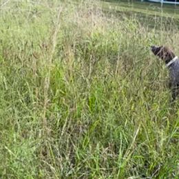 German Shorthaired Pointer All Grown Up from Majestik Kennels