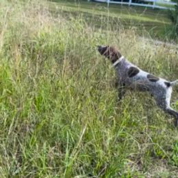 German Shorthaired Pointer All Grown Up from Majestik Kennels