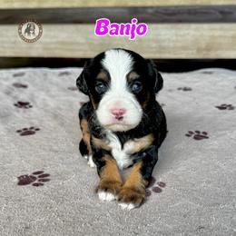 Banjo - Tri-color female Bernedoodle puppy in Banner Elk, North Carolina from Walnut Tree Bernedoodles
