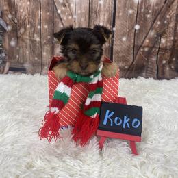 Koko - Chocolate and tan male Yorkshire Terrier puppy in Albany, Minnesota from Sandy's Yorkshire Terriers