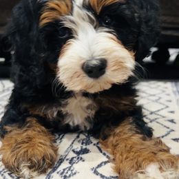 Scarlette - Tri-color female Bernedoodle puppy in Sandy, Oregon from MC Doodles
