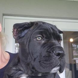 Emanuel - Black brindle male Cane Corso puppy in Palm Coast, Florida from Northgold Cane Corso