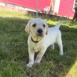 Pinky - Yellow female Labrador Retriever puppy in Sweet Home, Oregon from Snowpeak English Labradors