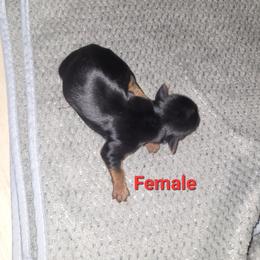 Girl 5 - Black and tan female Yorkshire Terrier puppy in Adams, North Dakota from Mathiasons Little Barkers