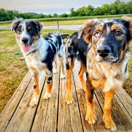 Australian Shepherd Puppies from Brick Church Aussies