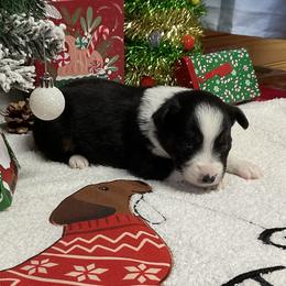 Jessie - Black tri female Miniature Australian Shepherd puppy in Signal Mountain, Tennessee from D & D Miniature and Toy Australian Sheppards