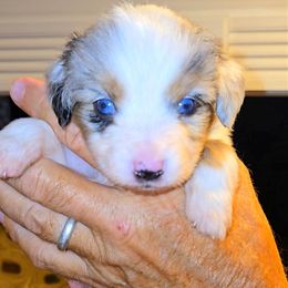 Mr. Orange - Blue merle male Toy Australian Shepherd puppy in Dolan Springs, Arizona from High Desert Companions
