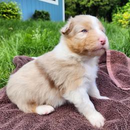 Green Boy (waiting for you to name him) - Red merle male Australian Shepherd puppy in Canby, Oregon from Minuet Australian Shepherds