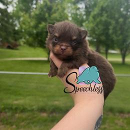 Isabela - 4800.00 - Chocolate and tan female Pomeranian puppy in Perry County, Ohio from Speechless Pom’s