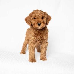 Teddy - Red  male Goldendoodle puppy in Meridian, Idaho from Country Club Doodles
