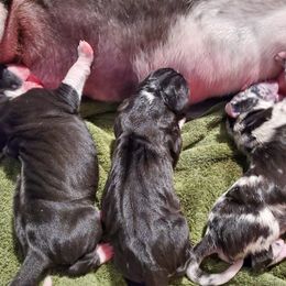Great Dane Puppies from Dog in Mind Danes