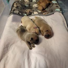 French Bulldog Puppies from Smith's Small Town Frenchies