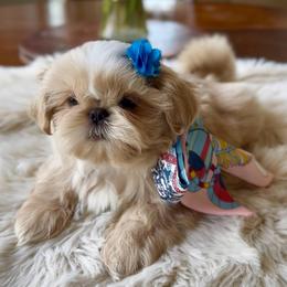 Daniel - Gold male Shih Tzu puppy in Frederick, Maryland from Shih Tzu Puppy in Maryland