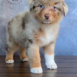 Natalie - Red merle female Australian Shepherd puppy in Fultonville, New York from Sandy Aussies, Mini Dachshunds & Pomeranians
