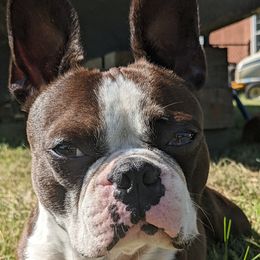 Boston Terriers from Eagle View