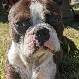 Boston Terriers from Eagle View