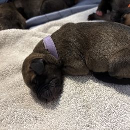Purple - Fawn female Great Dane puppy in Aldie, Virginia from High Point Mountain Danes