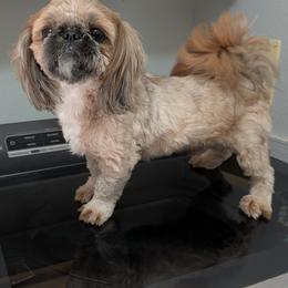 Lobo - Red male Shih Tzu puppy in Doña Ana County, New Mexico from White Sands Shih Tzu's
