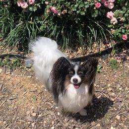 Phoebe - Papillon