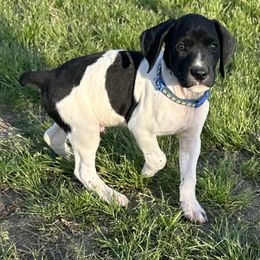 Blue - Black roan male German Shorthaired Pointer puppy in Newton Grove, North Carolina from Wayalife Labradors & Gsp’s