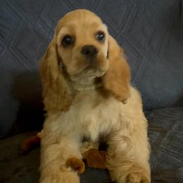 Prince Eric - Buff male Cocker Spaniel puppy in Moreno Valley, California from Joker Karr’s