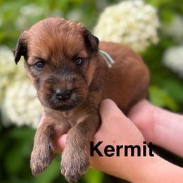Boy 7 - Wheaten male Soft Coated Wheaten Terrier puppy in Newark, Ohio from Valleydayle Doodles and Wheatens