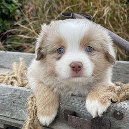 Rosie - Red merle female Miniature Australian Shepherd puppy in Wesley Chapel, Florida from August Oaks Aussies