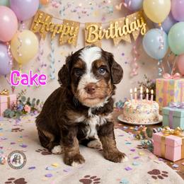 Cake - Tri-color female Bernedoodle puppy in Banner Elk, North Carolina from Walnut Tree Bernedoodles