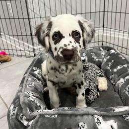 Dalmatian Puppies from Spotted Jewels Dalmatians