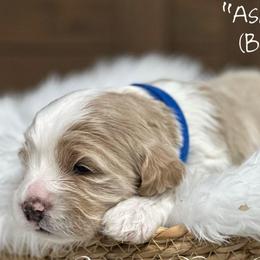 Boy 2 - Buff and white male Cockapoo puppy in Payson, Utah from Crandall’s Doodle Barn